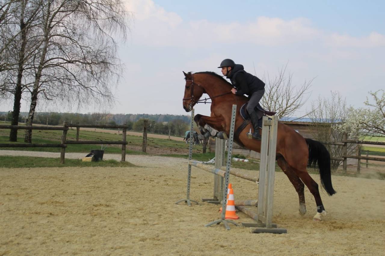 Selle fran&ccedil;ais 9 ans 