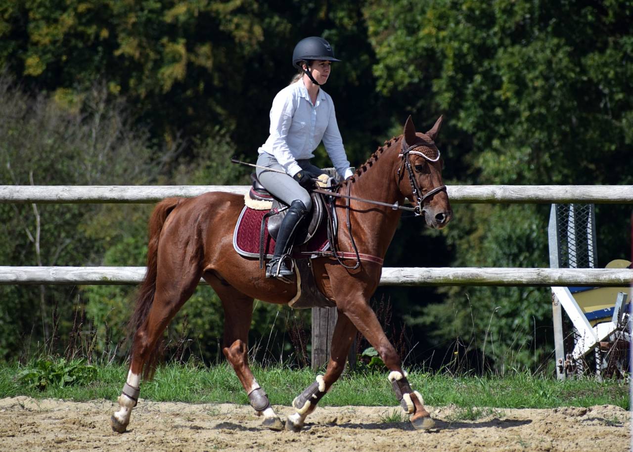Lancelot d'Euro - 5 ans Grand D 