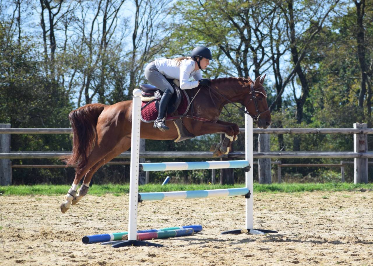 Lancelot d'Euro - 5 ans Grand D 