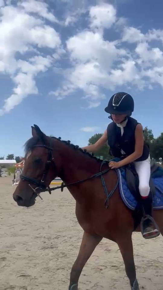 Poney Fran&ccedil;ais de selle 