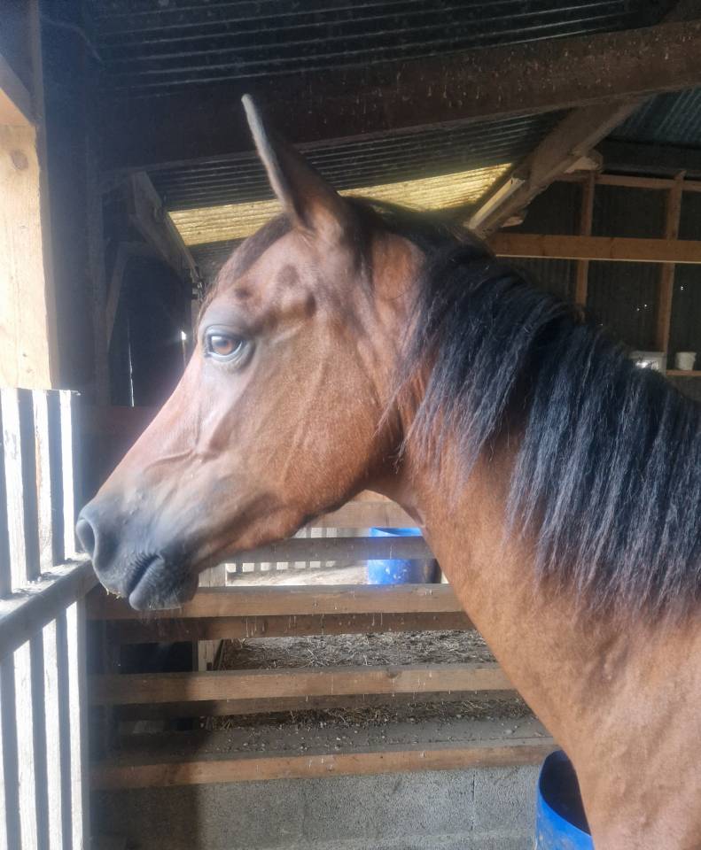 Poney Fran&ccedil;ais de selle 