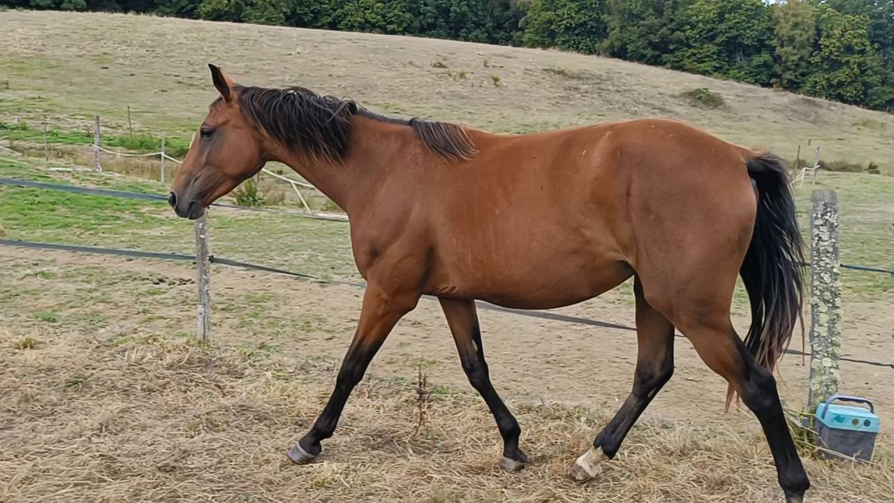 Pouliche 2024 par Unaniem (NLD) x Allegretto 