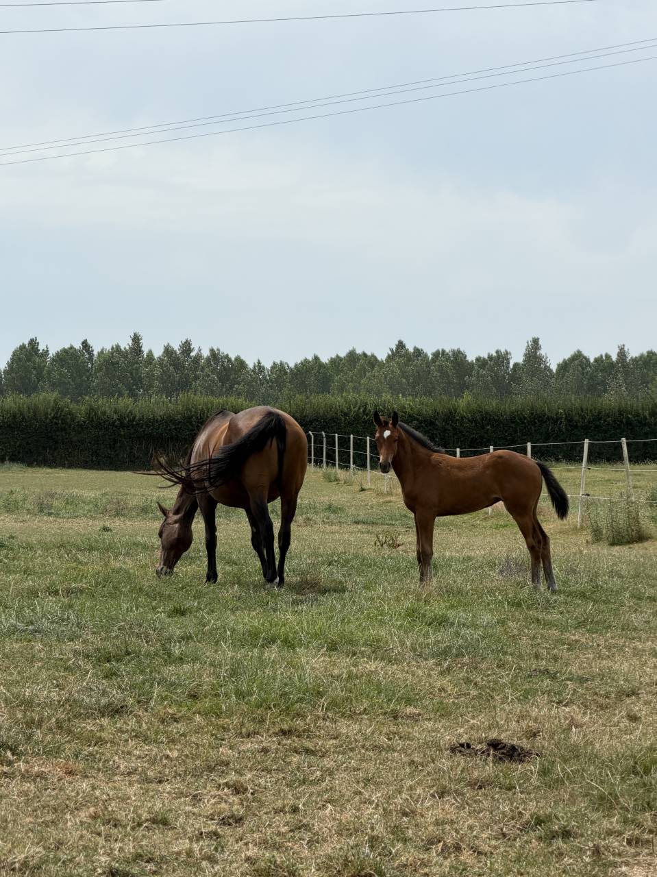 poulini&egrave;re ( Lauterbach) + pouliche 