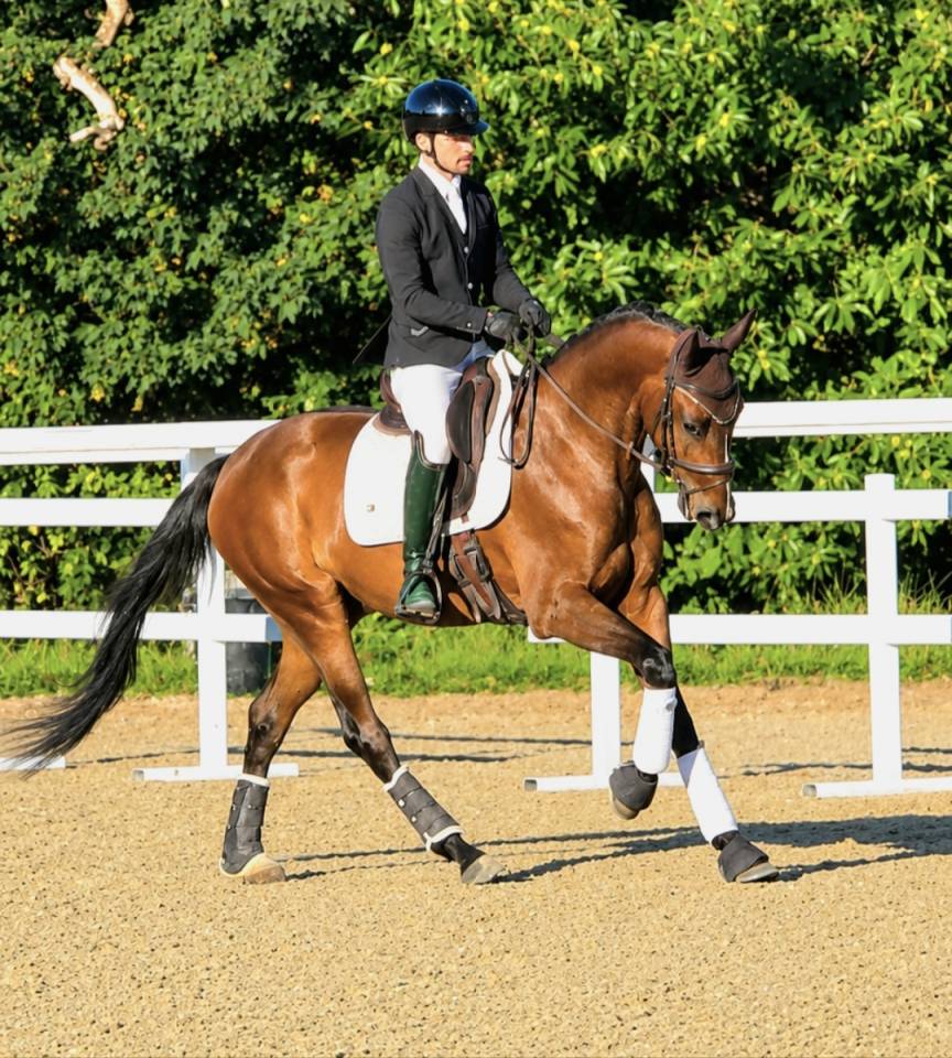 Cheval de 4 ans 