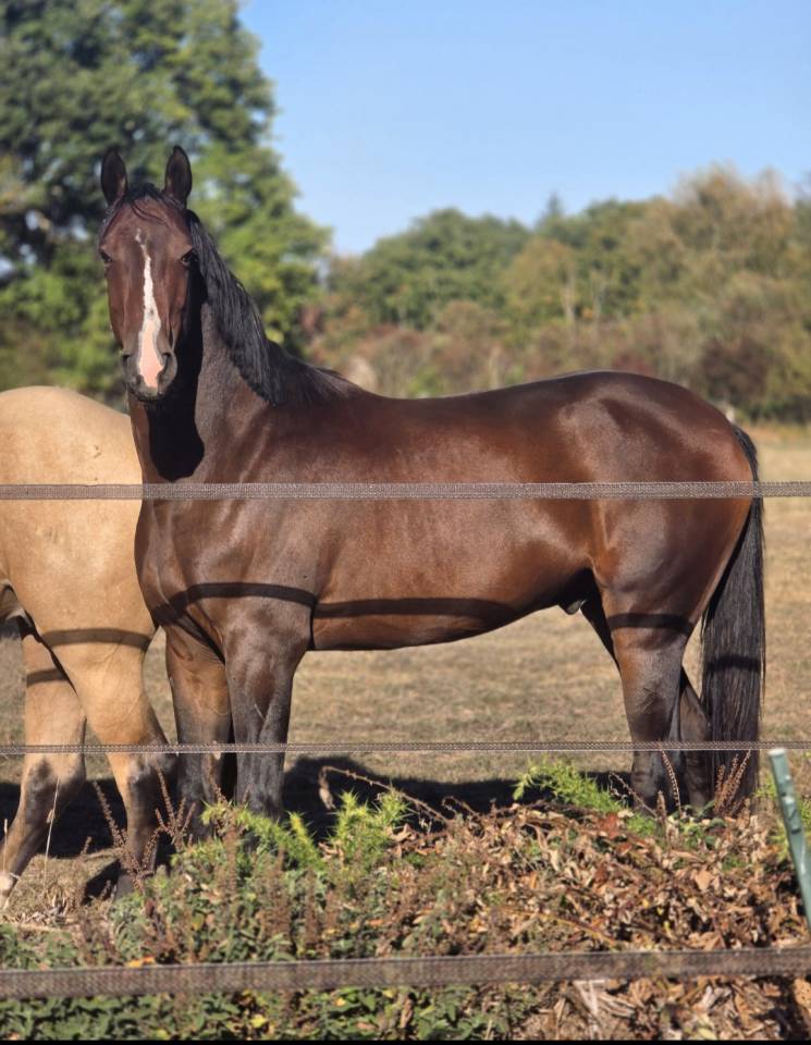 Cheval de 4 ans 