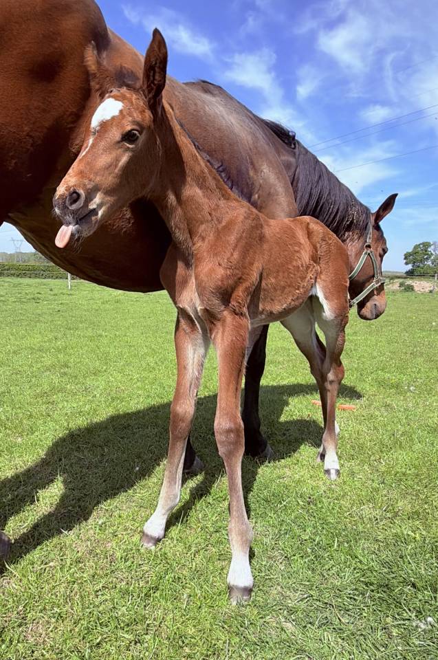 Pouliche ( Consul Dl vie X Lauterbach)