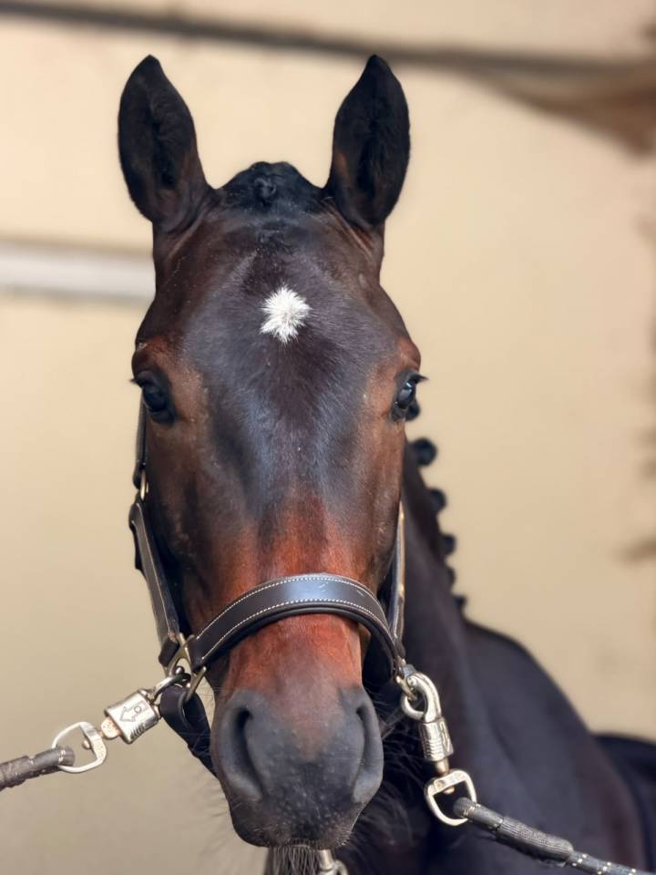 Hongre 3 ans Argento X Sandro Boy