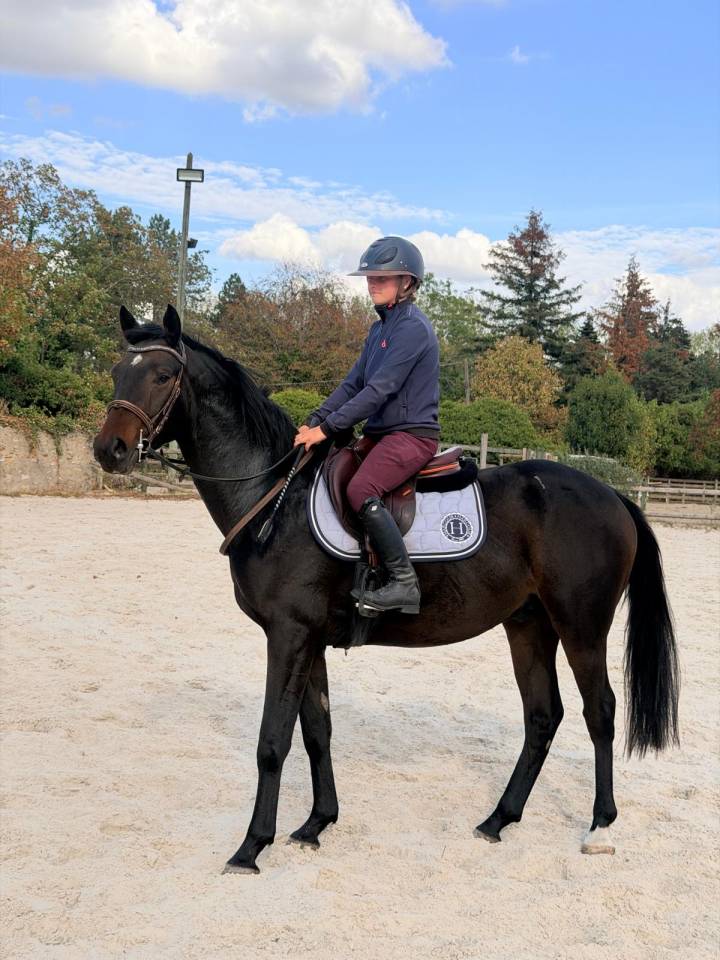 Hongre 3 ans Argento X Sandro Boy