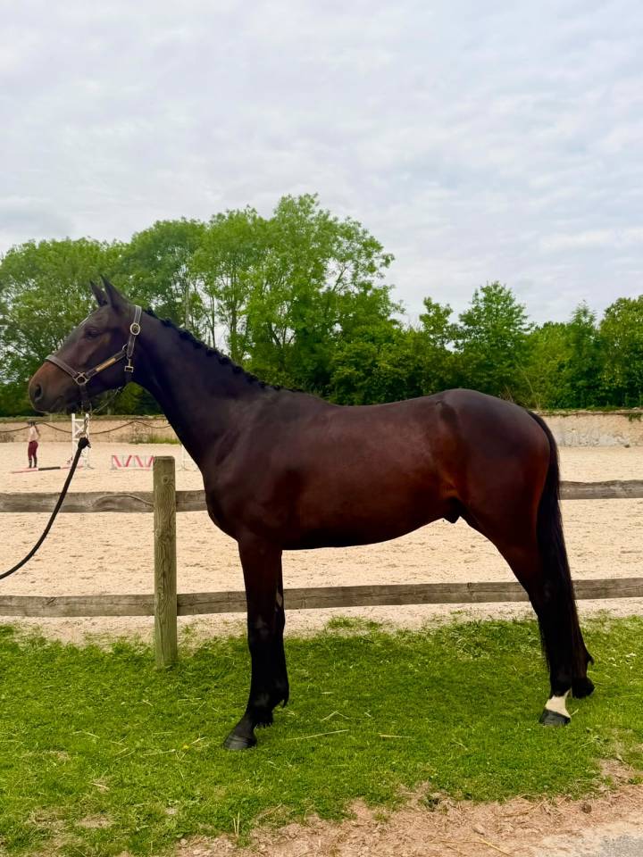 Hongre 3 ans Argento X Sandro Boy