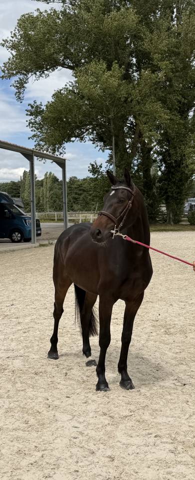 Hongre 3 ans Argento X Sandro Boy