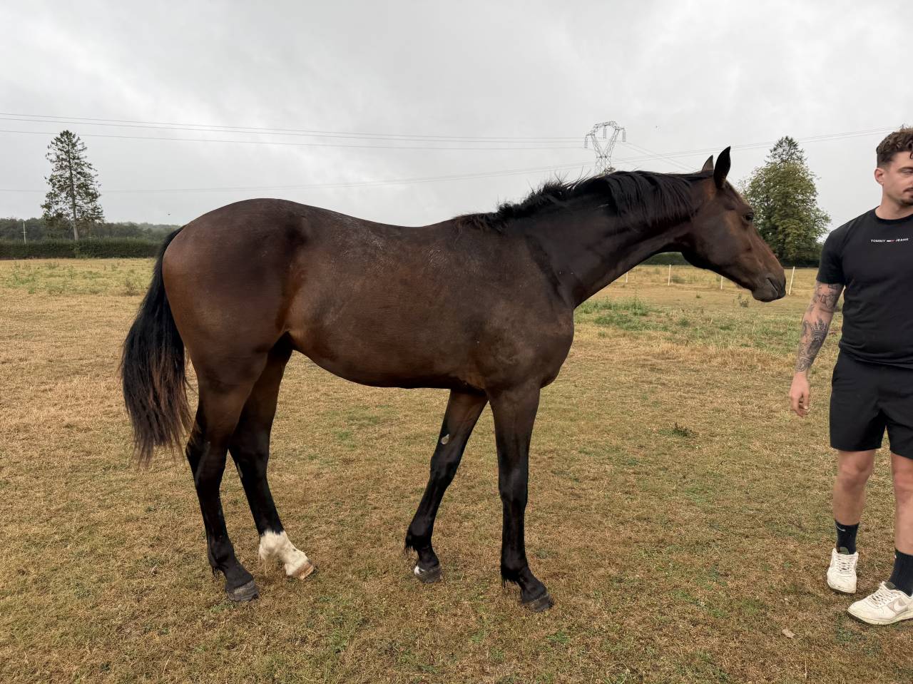 Hongre 1 an Contendro x Lauterbach