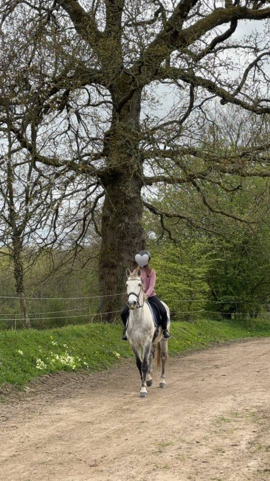 Cheval Hongre Lusitanien Gris 11ans 1m60 Rando/Dressage