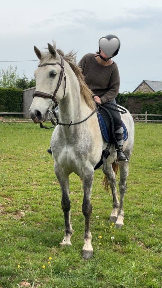 Cheval Hongre Lusitanien Gris 11ans 1m60 Rando/Dressage