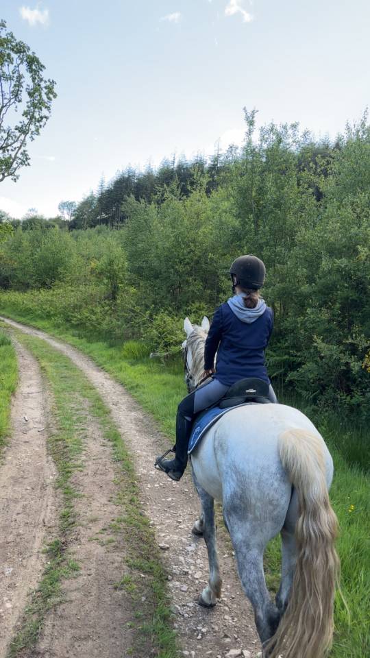 Cheval Hongre Lusitanien Gris 11ans 1m60 Rando/Dressage