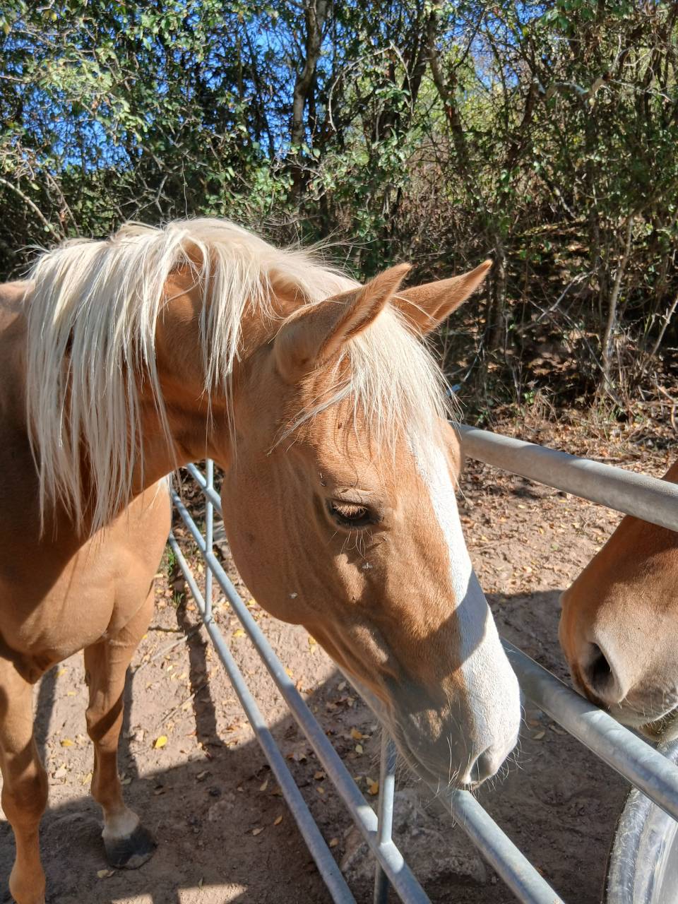 Jolie poulini&egrave;re QH