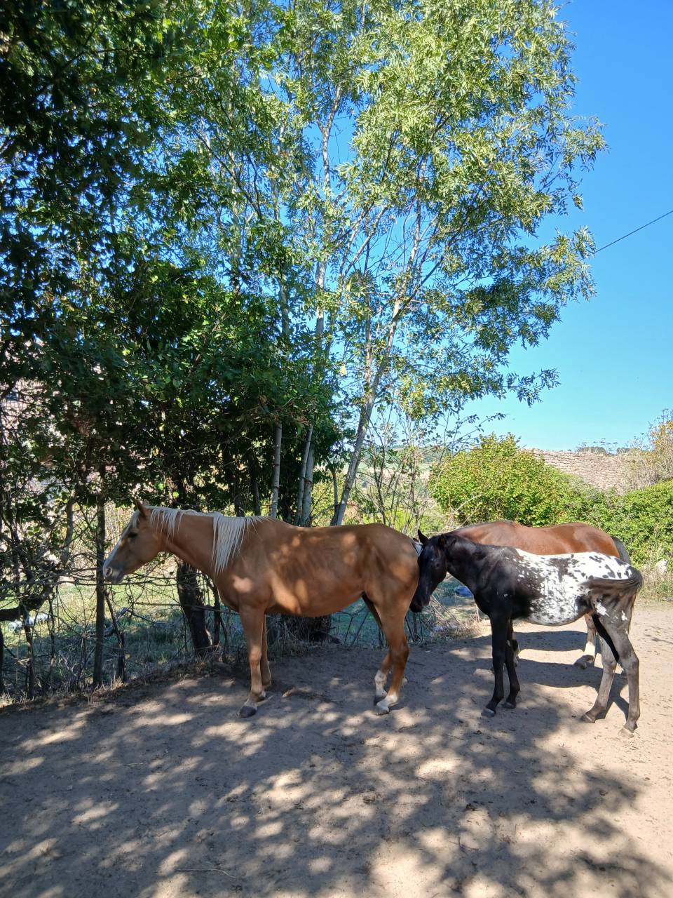 Jolie poulini&egrave;re QH