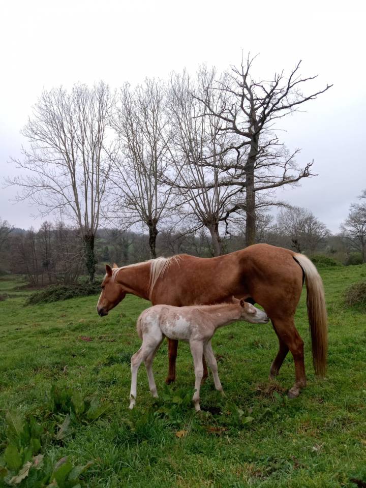 Jolie poulini&egrave;re QH