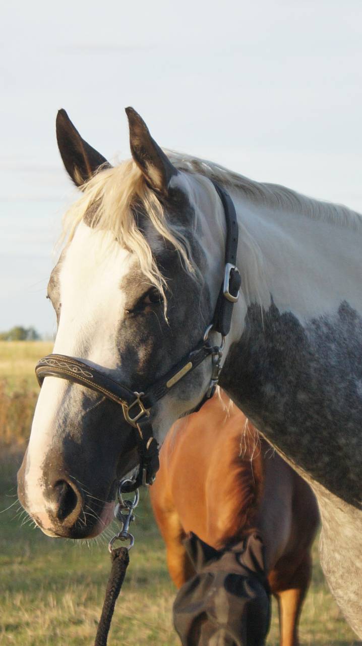 Pouliche 2,5ans Wpb