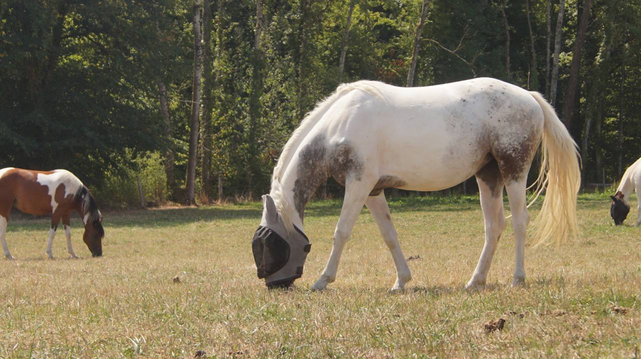 Pouliche 2,5ans Wpb