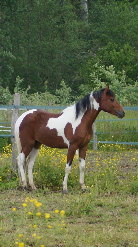 Pouliche 2,5ans Wpb