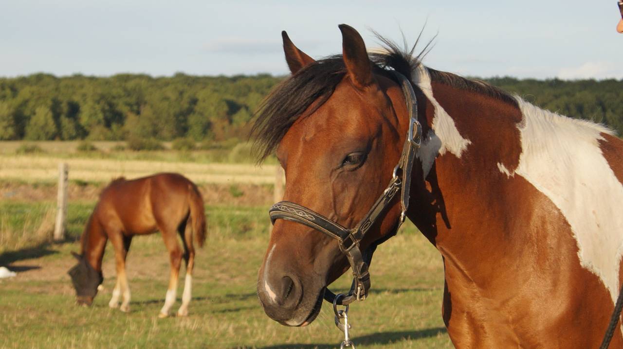 Pouliche 2,5ans Wpb