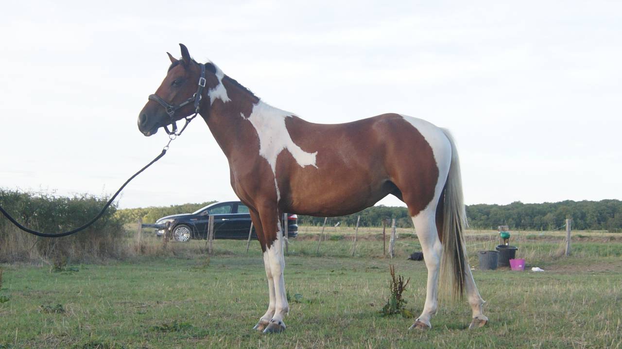 Pouliche 2,5ans Wpb