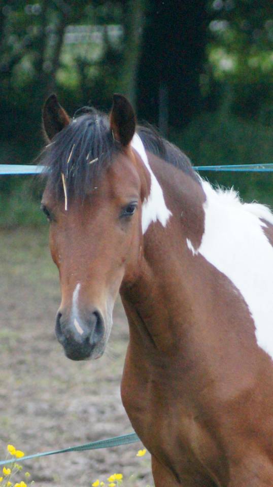 Pouliche 2,5ans Wpb