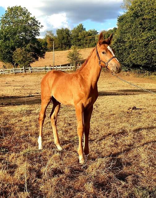 Foal M&acirc;le SF