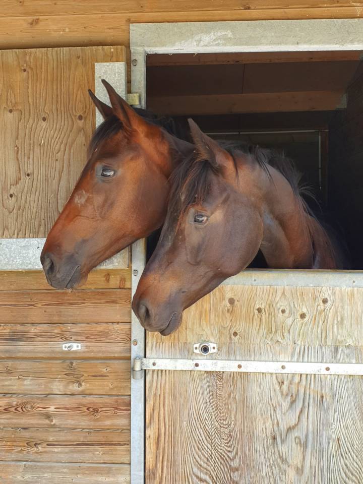 Pouliche Hanovrienne Jagger x Sir Donnerhall 