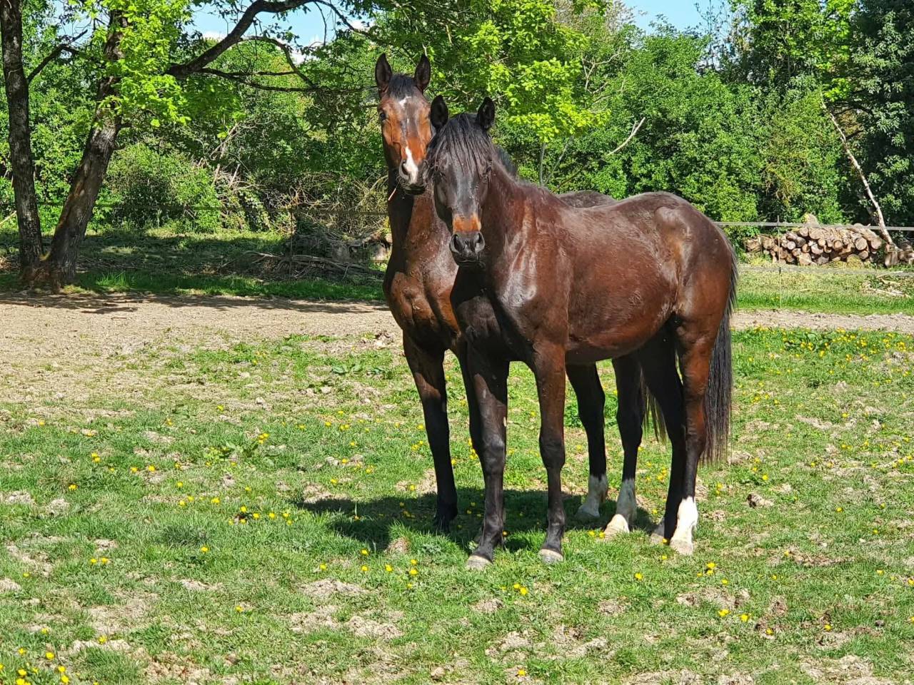 Pouliche Hanovrienne Jagger x Sir Donnerhall 