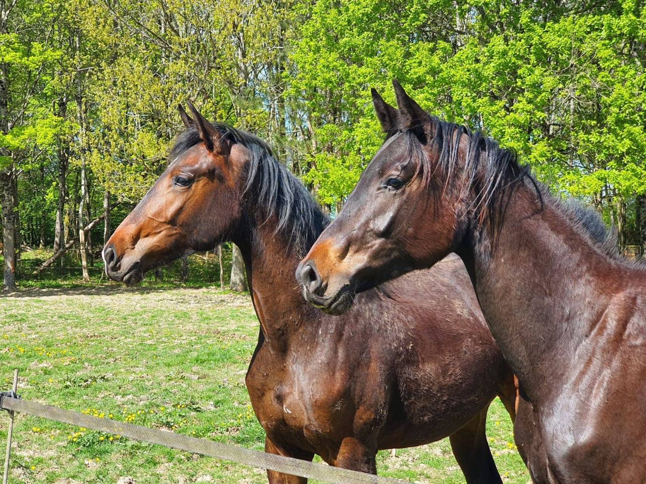 Pouliche Hanovrienne Jagger x Sir Donnerhall 