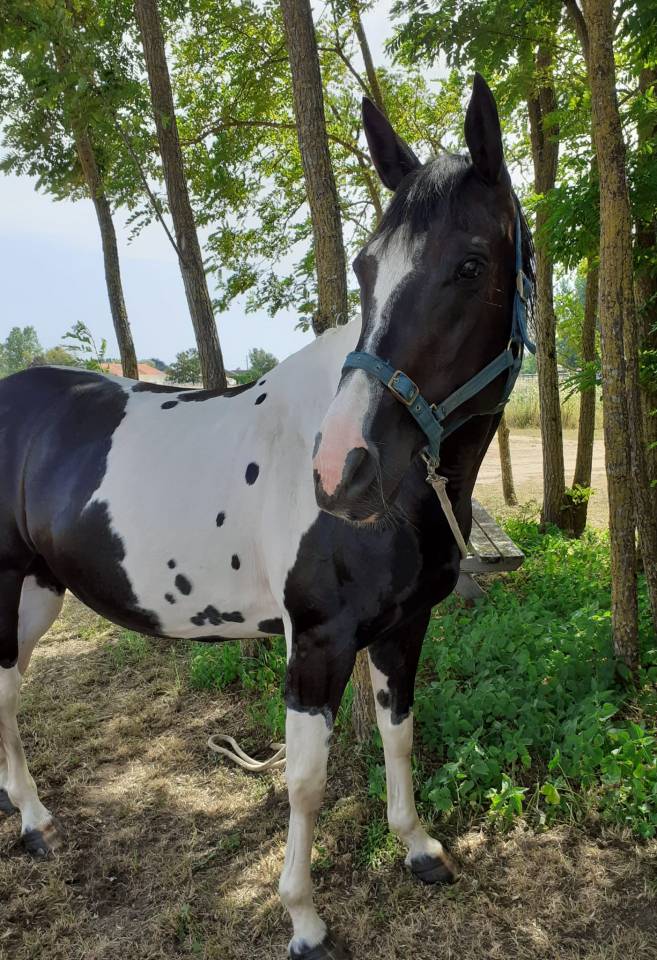 DP ou TP sur jument paint horse 