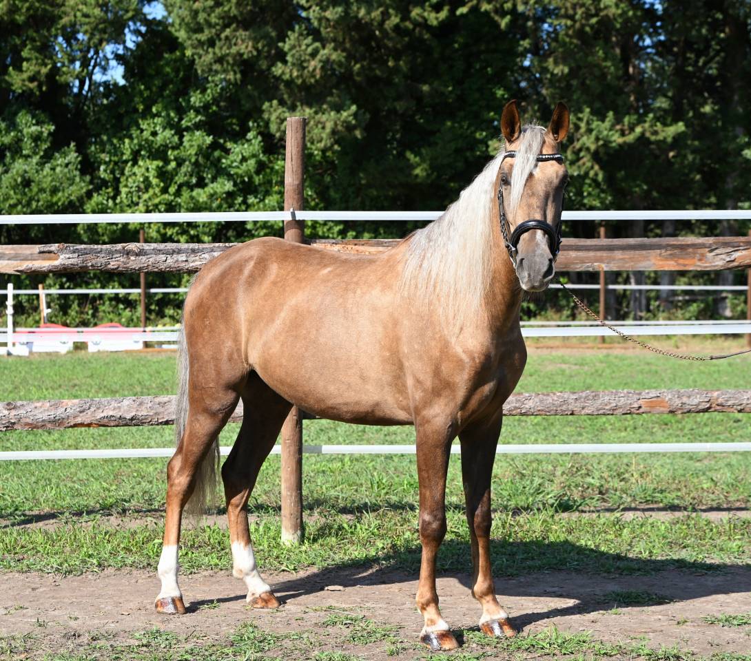 Magnifique hongre palomino 