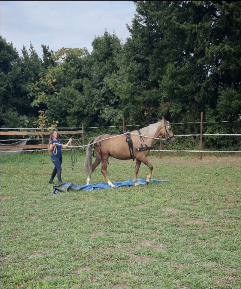Magnifique hongre palomino 