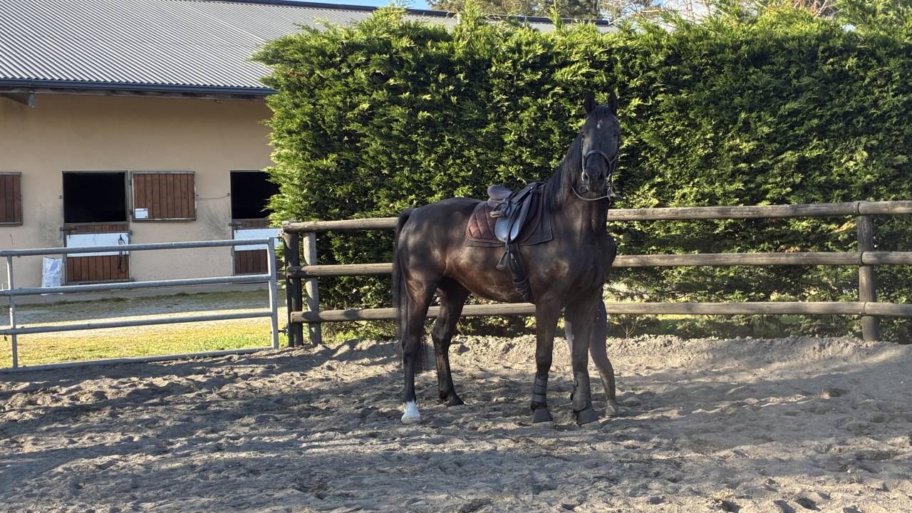D&Eacute;BOURRAGE & TRAVAIL DU JEUNE CHEVAL 
