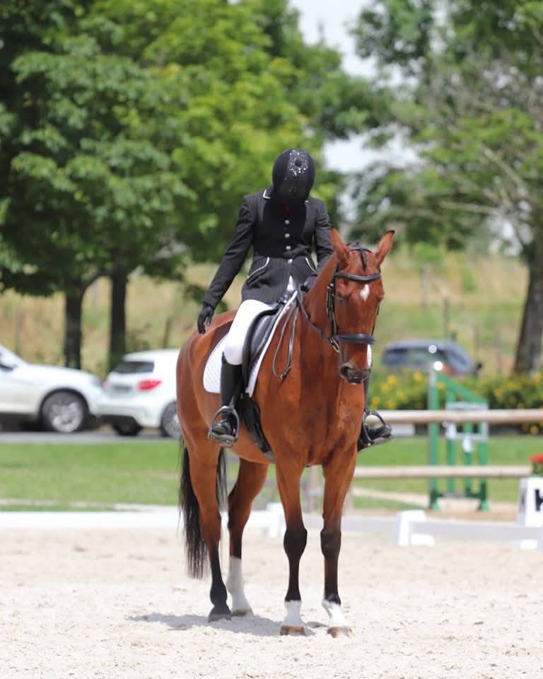 Top hongre pour CSO et dressage