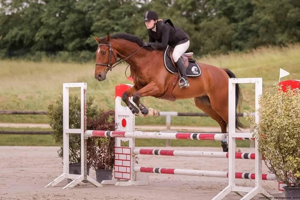 Top hongre pour CSO et dressage