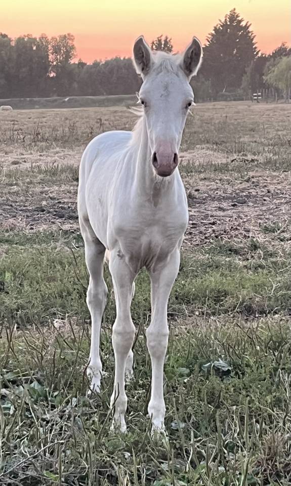 Magnifique pouliche PRE &agrave; vendre