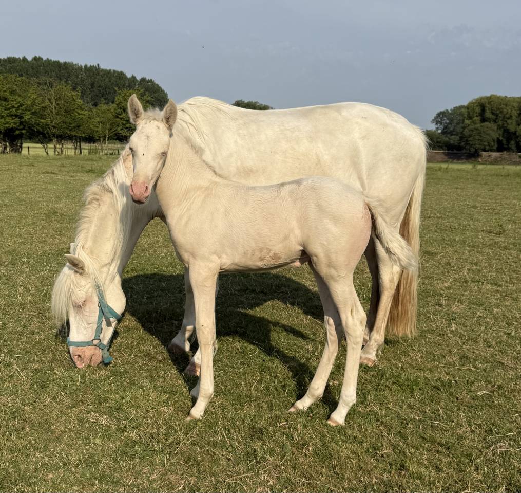 Magnifique pouliche PRE &agrave; vendre