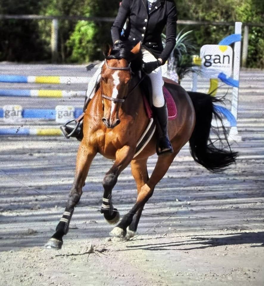 Jument 8 ans amateur 