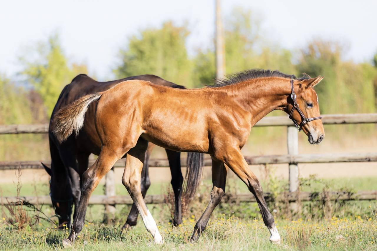 Foal par Halifax 
