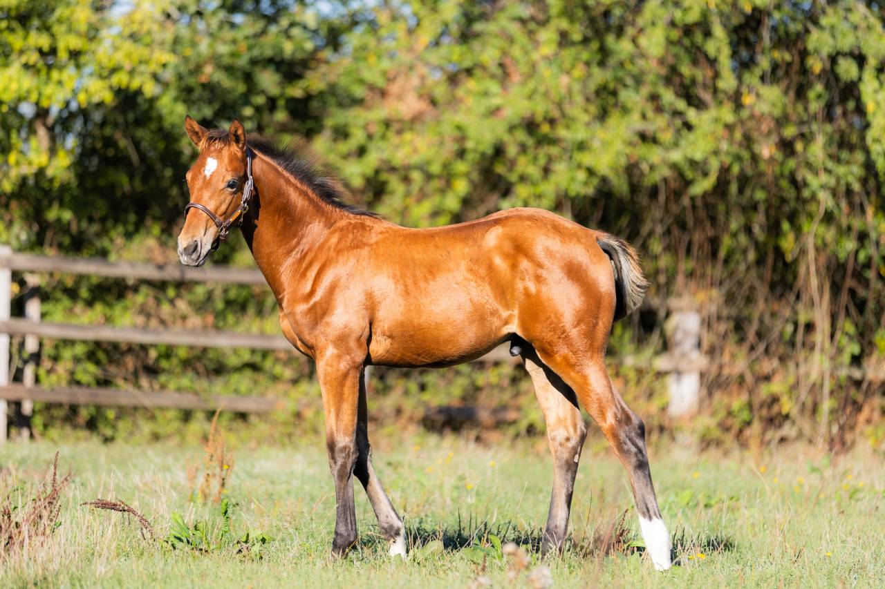 Foal par Halifax 