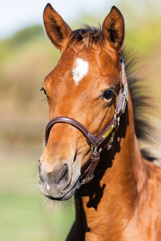 Foal par Halifax 
