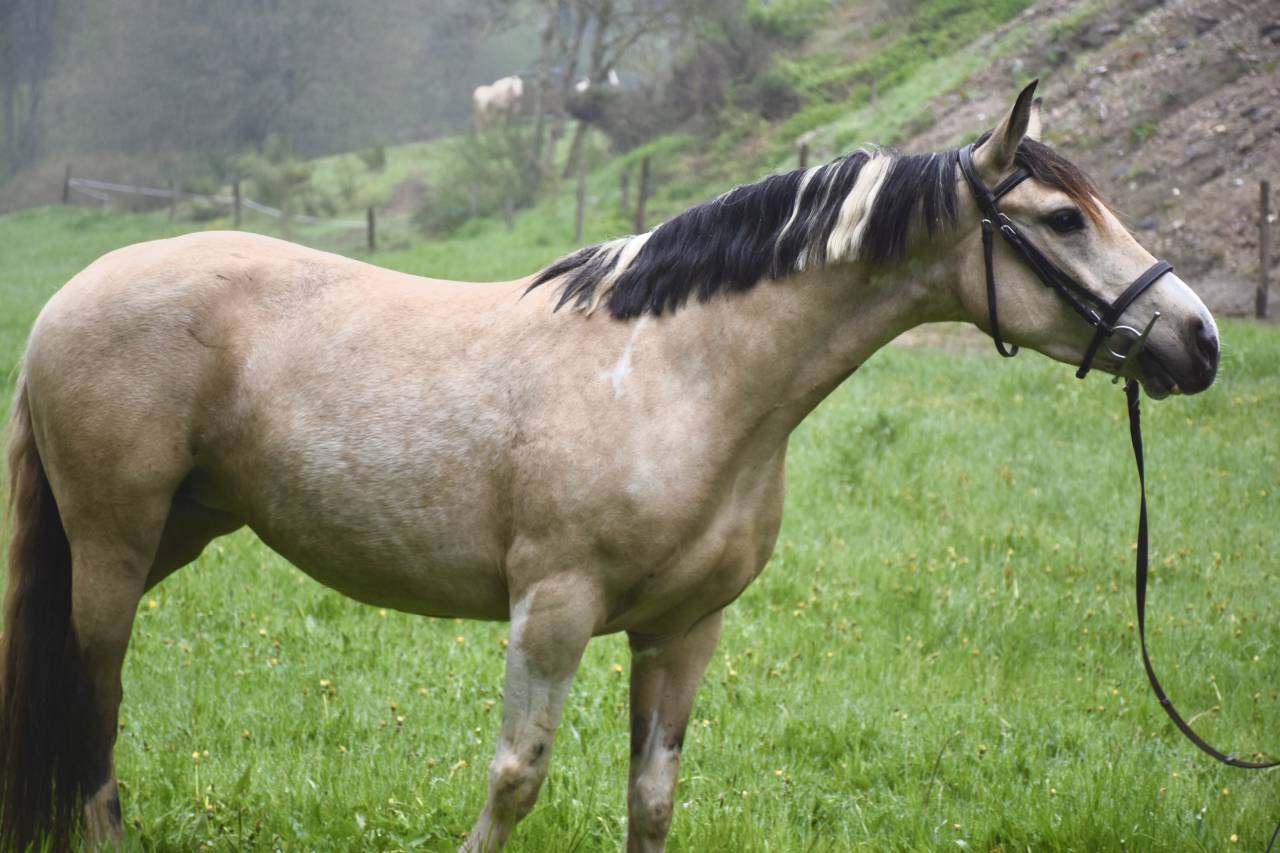 Ponette 7 ans 140cm