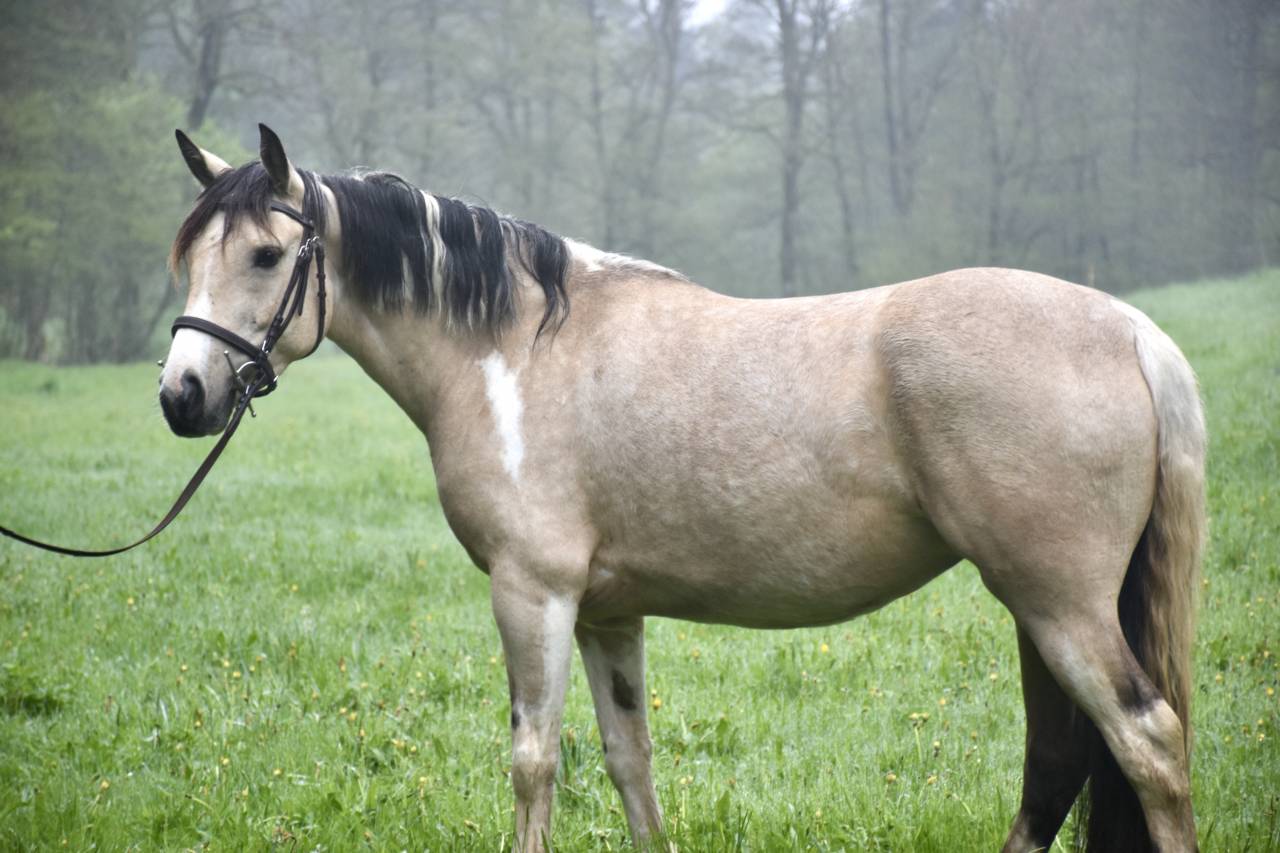 Ponette 7 ans 140cm
