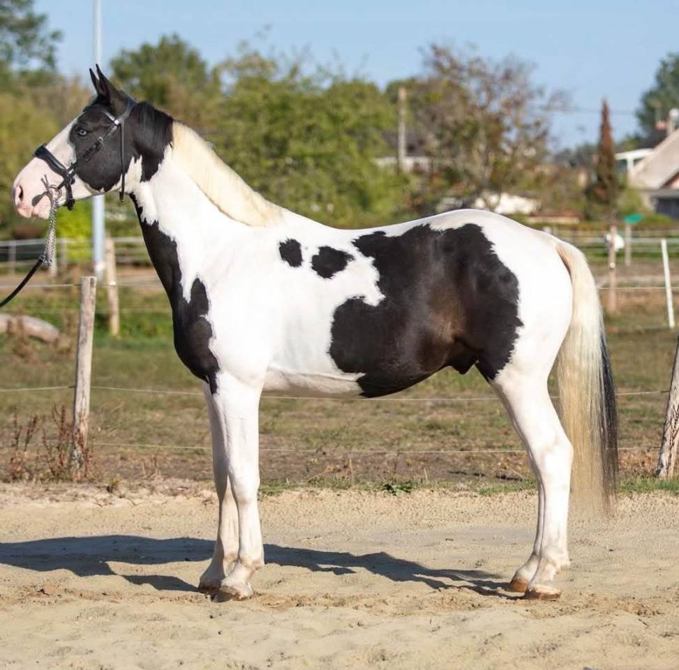 M&acirc;le SF 4 ans 