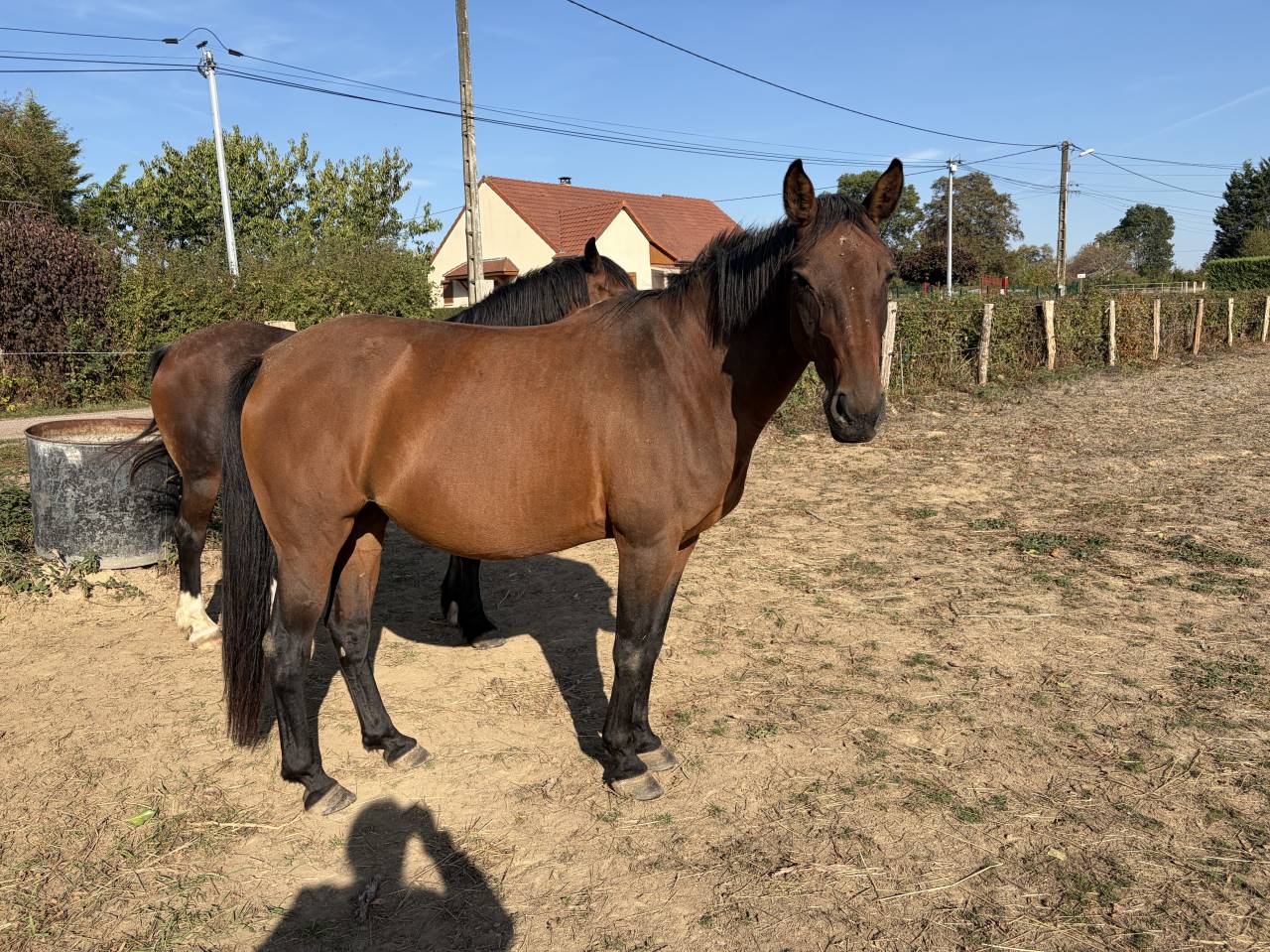 Poulini&egrave;re &agrave; vendre 