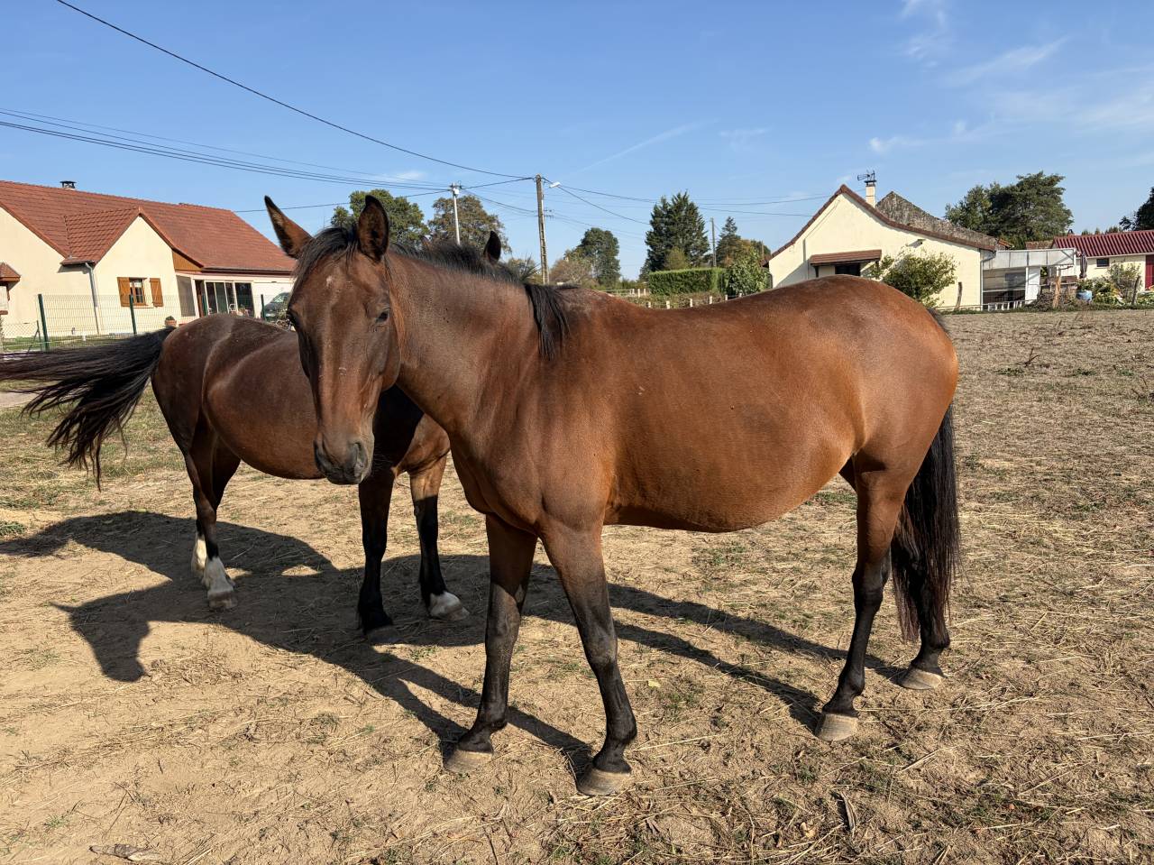 Poulini&egrave;re &agrave; vendre 