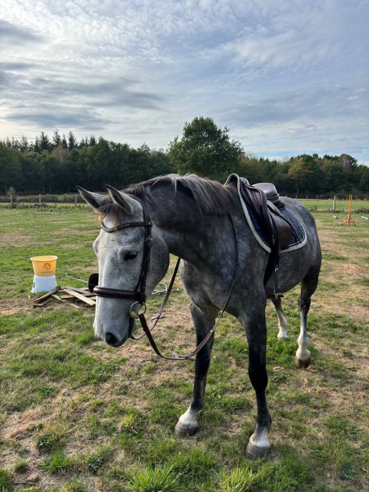 Poney Connemara 