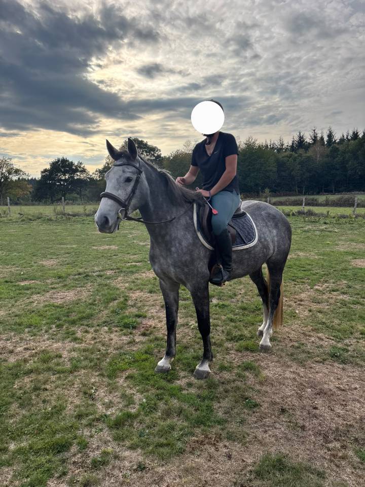 Poney Connemara 